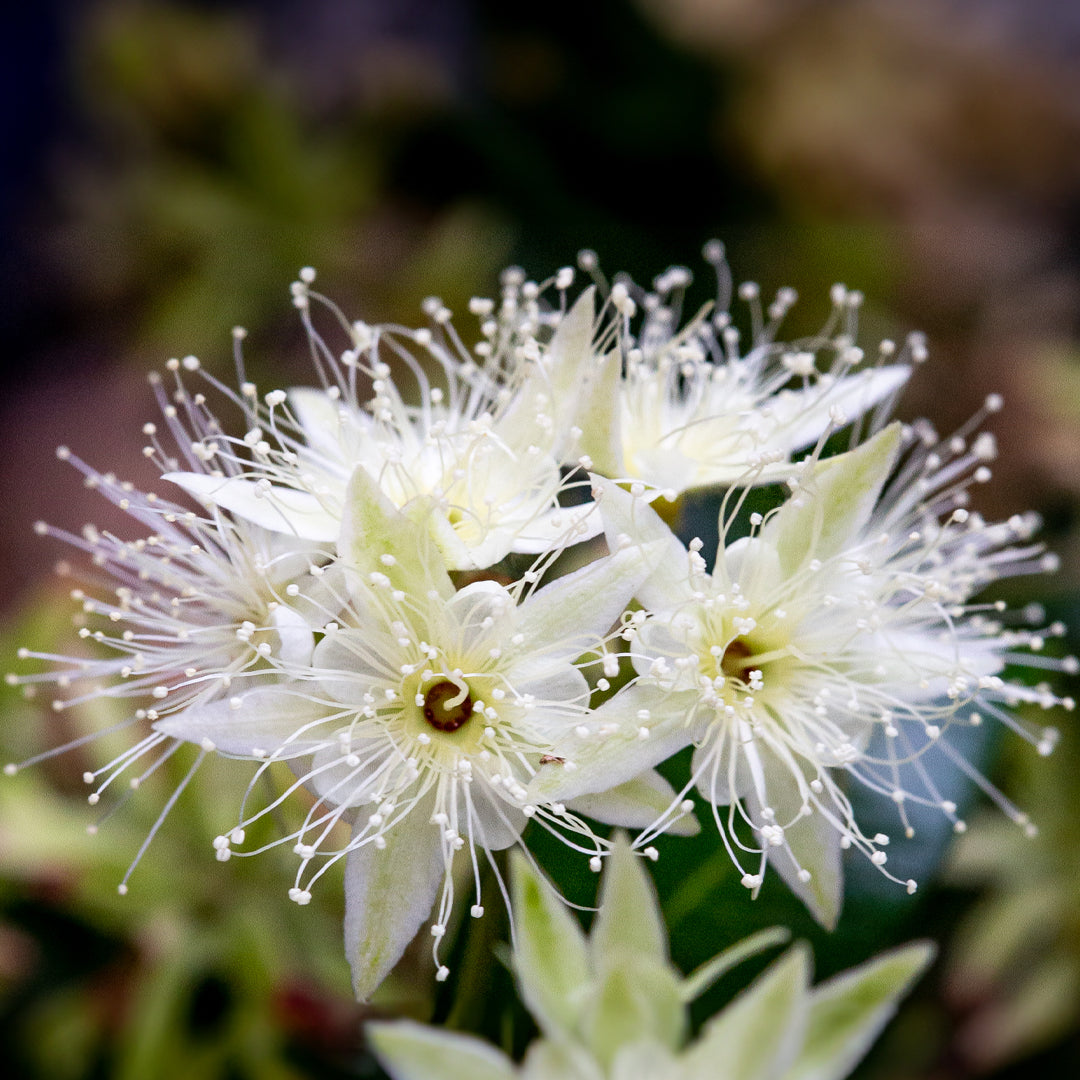 Seasoning Balm. Nourishing Cast Iron Treatment
